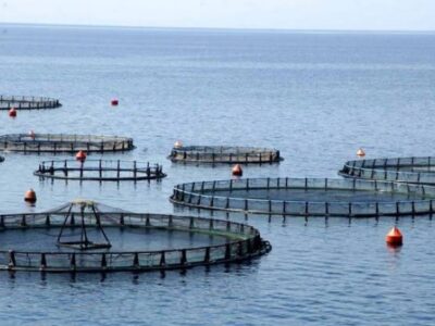 ΝΗΡΕΥΣ  ΙΧΘΥΟΚΑΛΛΙΕΡΓΕΙΕΣ